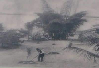Edisons father, Samuel, planting a tree on the property in 1891. image. Click for full size.