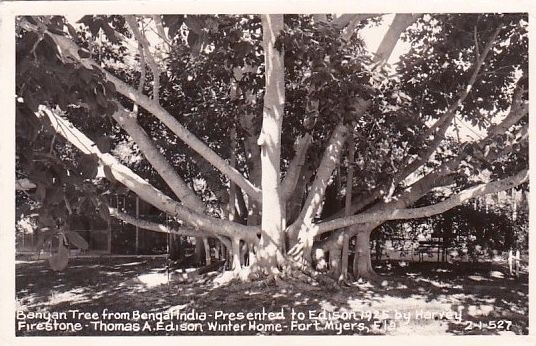 <i>Banyan Tree from Bengal, India  Presented to Edison 1925 by Harvey Firestone...</i> image. Click for full size.