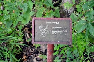 Water Tupelo Interpretive Sign image. Click for full size.