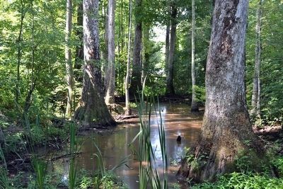 Cole Creek Swamp image. Click for full size.