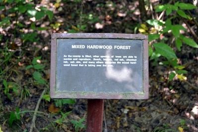 Mixed Hardwood Forest Interpretive Sign image. Click for full size.