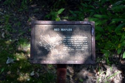 Red Maples Interpretive Sign image. Click for full size.