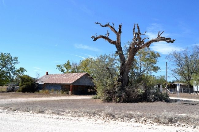 The Center Oak. Click for full size. The Center Oak image. Click for full size.