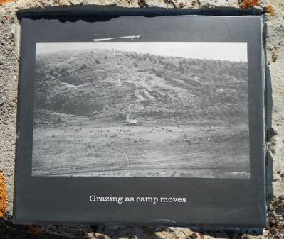 Grazing as camp moves. Click for full size. Grazing as camp moves image. Click for full size.