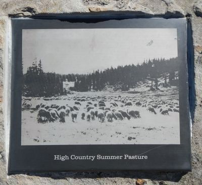 High Country Summer Pasture. Click for full size. High Country Summer Pasture image. Click for full size.