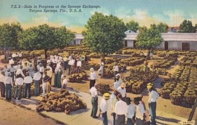 <i>Sale in Progress at the Sponge Exchange, Tarpon Springs, Fla., U.S.A.</i> image. Click for full size.