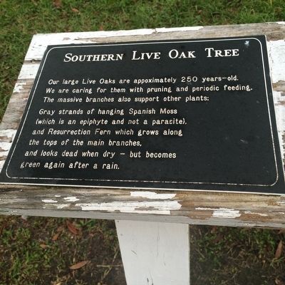 Southern Live Oak Tree Marker image. Click for full size.
