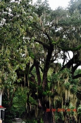 Southern Live Oak Tree image. Click for full size.