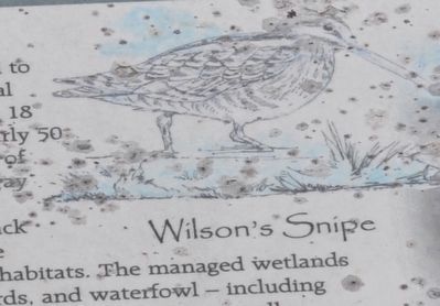 Wilson's Snipe image. Click for full size.