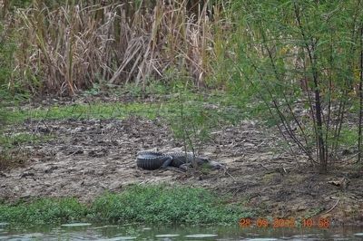 American Alligator image. Click for full size.