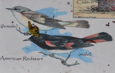 American Redstart (male) (female) image. Click for full size.