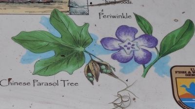Chinese Parasol Tree ~ Periwinkle image. Click for full size.