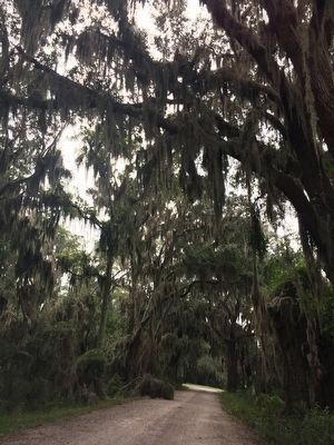 Tree Covering near the Plantation Cistern Marker image. Click for full size.