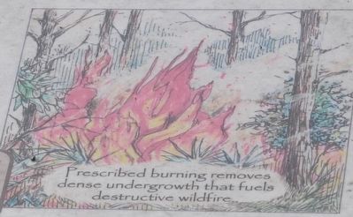 Prescribe Burning image. Click for full size.