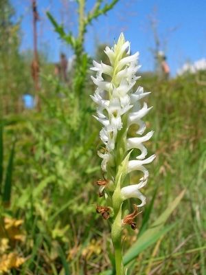 Ute Ladies-tresses Spiranthes_diluvialis) image. Click for full size.
