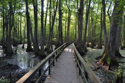 The Start of the Tupelo–Baldcypress Swamp Nature Trail image. Click for full size.
