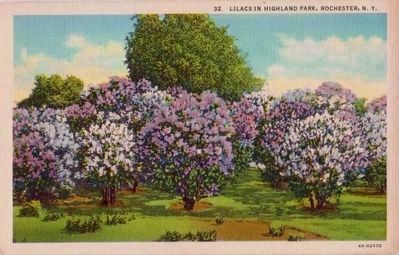 <i>Lilacs in Highland Park, Rochester, N.Y.</I> image. Click for full size.