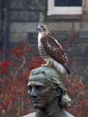 Red Tailed Hawk image. Click for full size.