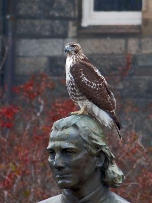 Red Tailed Hawk. Click for full size. Red Tailed Hawk image. Click for full size.