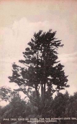 <i>Pine Tree Used as Model For the Vermont State Seal <br> Arlington, Vermont</i> image. Click for full size.