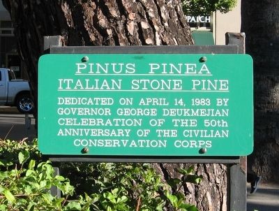 Pinus Pinea Marker image. Click for full size.