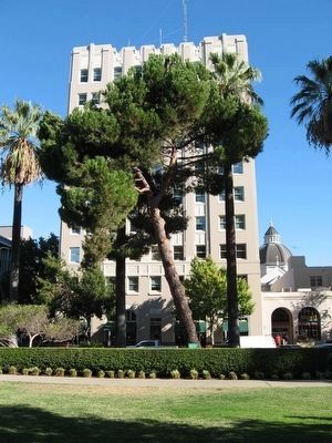 Pinus Pinea image. Click for full size.