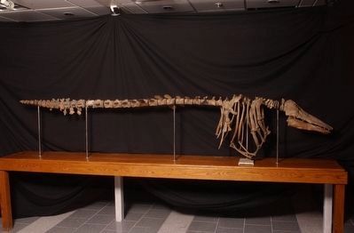 The Charlotte Whale Fossil image. Click for full size.