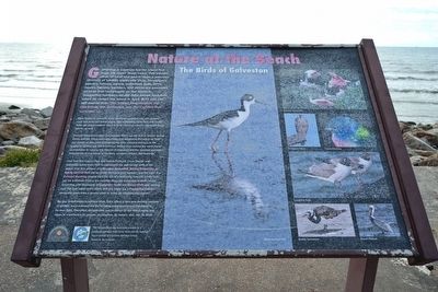 The Birds of Galveston Marker. Click for full size. The Birds of Galveston Marker image. Click for full size.