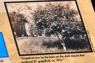 Grapefruit tree by the barn on the shell mound that image. Click for full size.