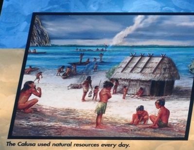 The Calusa used natural resources every day. image. Click for full size.