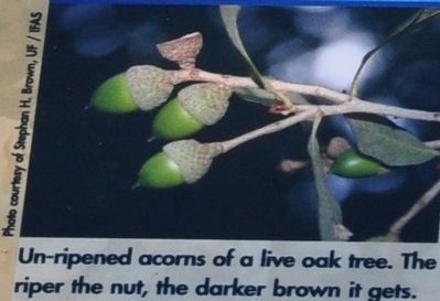 un-ripened acorns of a live oak tree. The riper the nut, the darker brown it gets. image. Click for full size.