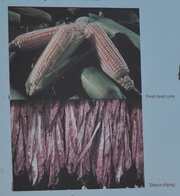 Fresh sweet corn & Tobacco drying. image. Click for full size.