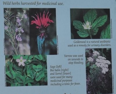 Wild Herbs Harvested For Medicinal Use. image. Click for full size.