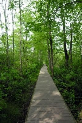 Trail Boardwalk crossing Cowles Bog image. Click for full size.