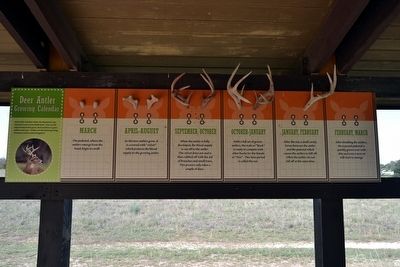 Deer Antler Growing Calendar. Click for full size. Deer Antler Growing Calendar image. Click for full size.