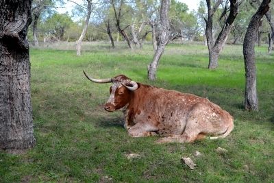 A Texas Longhorn in the Viewing Pasture. Click for full size. A Texas Longhorn in the Viewing Pasture image. Click for full size.