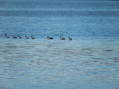 Budd Lake-Birds in the lake image. Click for full size.