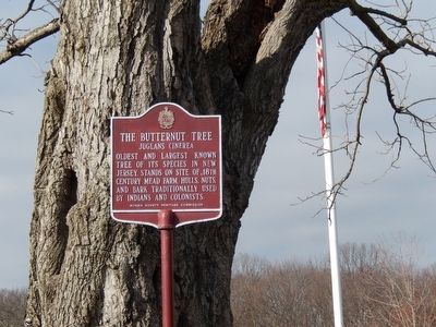 The Butternut Tree Marker. Click for full size. The Butternut Tree Marker image. Click for full size.