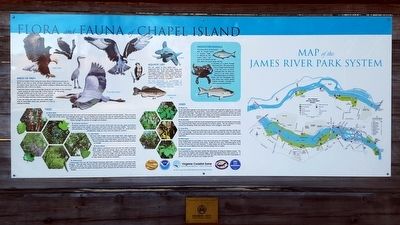 Chapel Island Flora & Fauna. Click for full size. Chapel Island Flora & Fauna image. Click for full size.