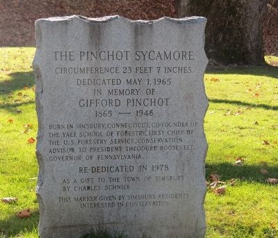 The Pinchot Sycamore Marker image. Click for full size.