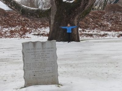 The largest tree in Connecticut image. Click for full size.