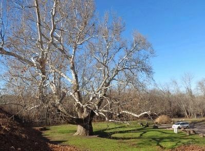 The Pinchot Sycamore continues to grow. image. Click for full size.