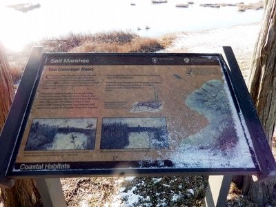 Salt Marshes Marker image. Click for full size.