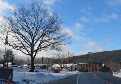 The white oak, quercus alba.. Click for full size. The white oak, quercus alba. image. Click for full size.