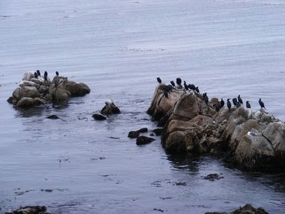 Seal and birds on the rocks image. Click for full size.