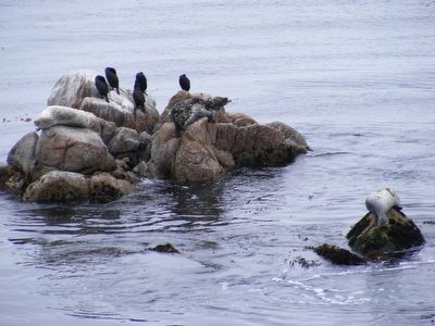 Seals on the rocks. Click for full size. Seals on the rocks image. Click for full size.