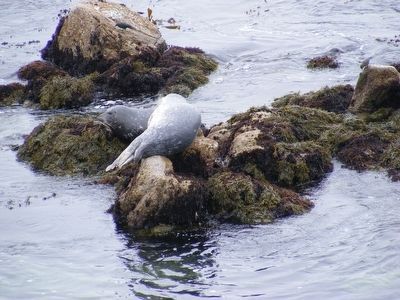 Seal on the rocks. Click for full size. Seal on the rocks image. Click for full size.