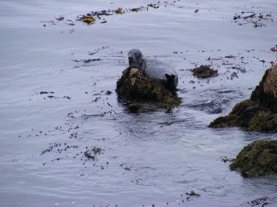 Seal on the rocks. Click for full size. Seal on the rocks image. Click for full size.