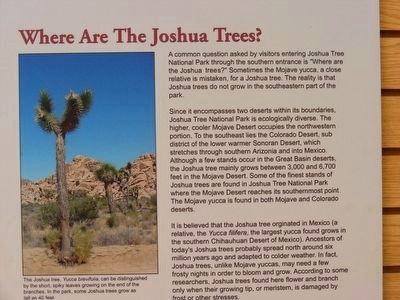 Where Are The Joshua Trees? Marker image. Click for full size.