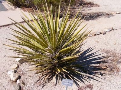Mohave Yucca-Yucca Schidigera image. Click for full size.